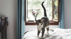 De ce nu pot trage pisica pe coadă?